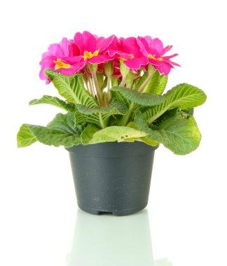 güzel pembe çuha çiçeği üzerinde beyaz izole saksı