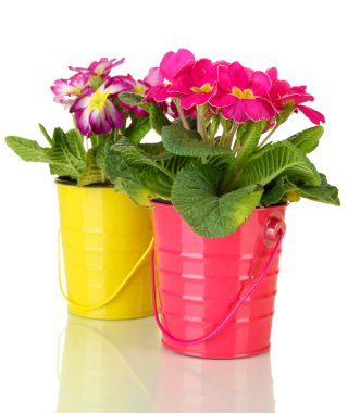 kova içinde güzel pembe primulas üzerinde beyaz izole