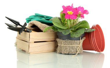 güzel pembe primula Çiçeklik ve üzerinde beyaz izole Bahçe aletleri