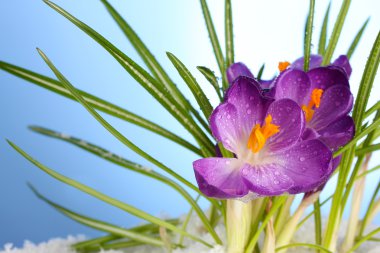üstünde mavi zemin üzerine kar güzel mor çiğdemler