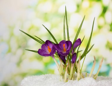 yeşil zemin üzerine kar üzerinde güzel mor çiğdemler