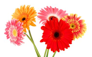 güzel gerber çiçekler üzerinde beyaz izole
