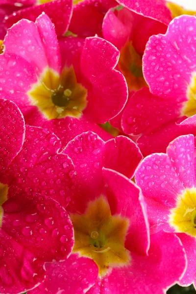 Beautiful pink primula, close up — Stock Photo, Image