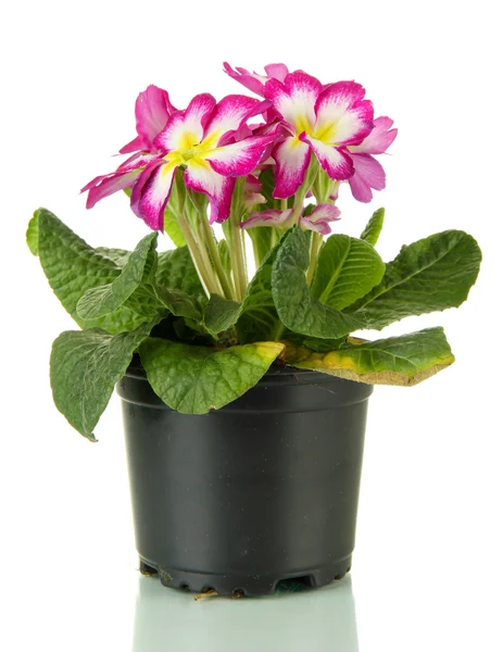 Bela primula rosa em vaso de flores, isolado em branco — Fotografia de Stock