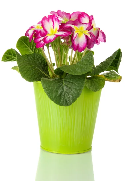 Mooie roze primula in emmer, geïsoleerd op wit — Stockfoto