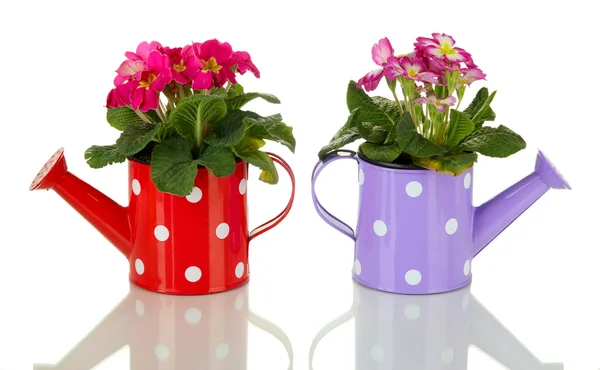 Beautiful pink primulas in watering cans, isolated on white — Stock Photo, Image