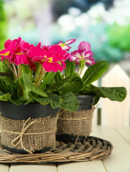 美丽粉红色报春花属植物花盆，木桌上，在绿色背景上 — 图库照片