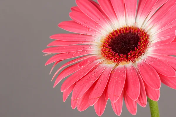 Gerbera piękny kwiat na szarym tle — Zdjęcie stockowe