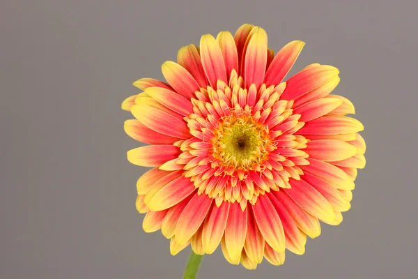 Bellissimo fiore Gerber su sfondo grigio — Foto Stock