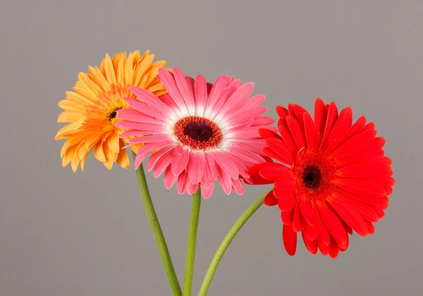 Gyönyörű gerber virágok a szürke háttér — Stock Fotó