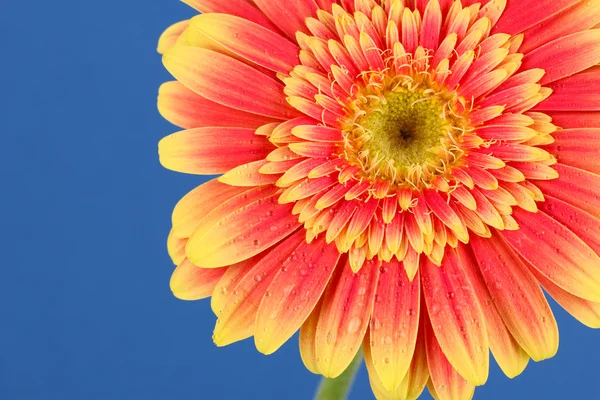 Vackra gerber blomma på blå bakgrund — Stockfoto