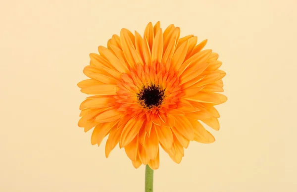 Hermosa flor Gerber sobre fondo claro —  Fotos de Stock
