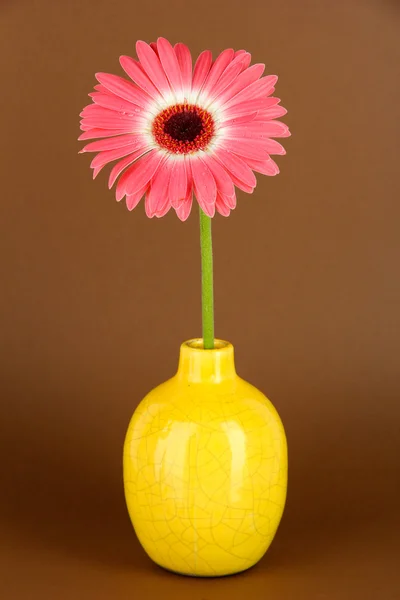 Beautiful Gerber flower on brown background — Stock Photo, Image