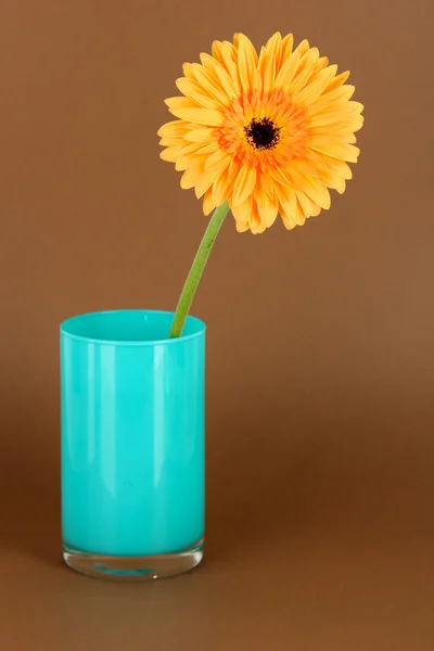 Beautiful Gerber flower on brown background — Stock Photo, Image