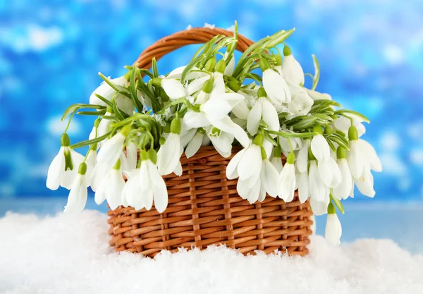 春スノー ドロップの花雪、明るい背景上で籐のバスケットの — ストック写真