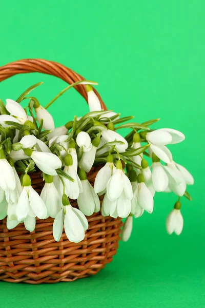 Spring snowdrop flowers in wicker basket, on color background — Stock Photo, Image