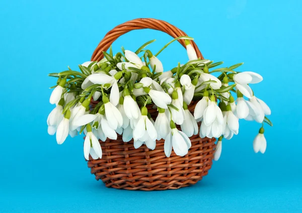 枝編み細工品バスケット、背景の色で春スノー ドロップの花 — ストック写真