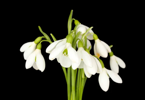 Flores de neve, isoladas em preto — Fotografia de Stock