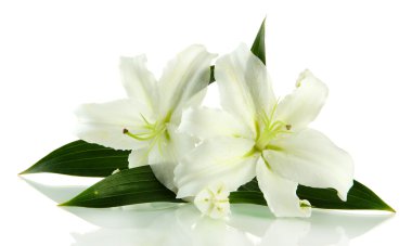 beyaz izole güzel zambak