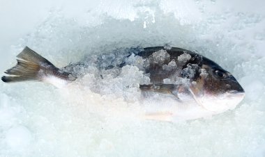Dorado balığı buz üstünde
