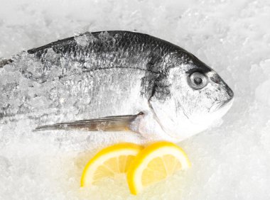 Dorado balığı buz üstünde