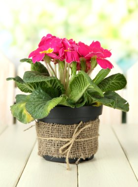 güzel pembe çuha çiçeği saksı, yeşil zemin üzerine ahşap tablo