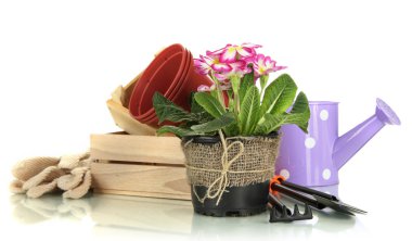 güzel pembe primula Çiçeklik ve üzerinde beyaz izole Bahçe aletleri