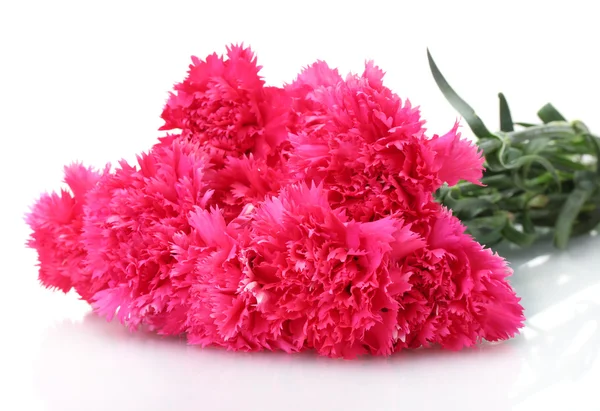 Beautiful pink carnations isolated on white — Stock Photo, Image