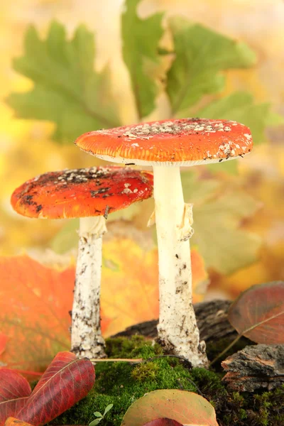 Amanitas rouges avec mousse, sur fond jaune automne — Photo