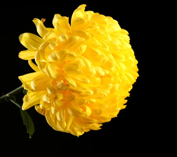 Bright yellow chrysanthemum, on black background — Stock Photo, Image