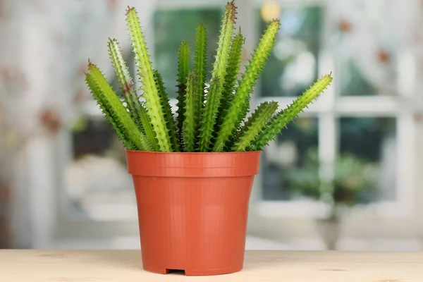 Cactus in flowerpot on windowsill — Stock Photo, Image