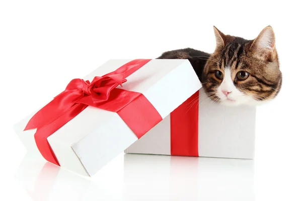 Gato na caixa de presente isolado no branco — Fotografia de Stock