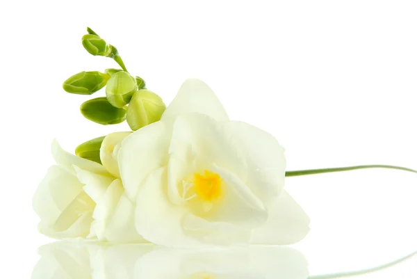美丽小苍兰的花，白色衬底上分离 — 图库照片