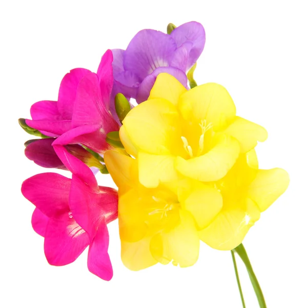 Ramo de flores de freesias, aislado en blanco —  Fotos de Stock