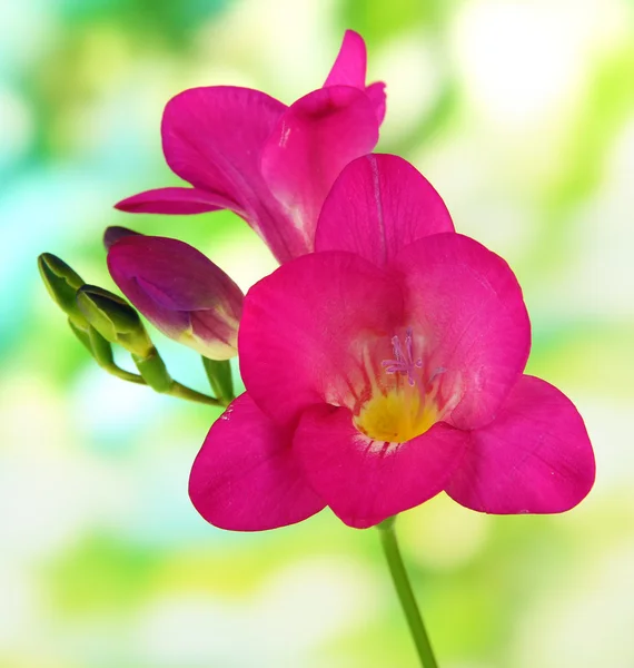 Květina růžová frézie, na zeleném pozadí — Stock fotografie