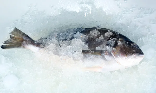Peixe dorado no gelo — Fotografia de Stock