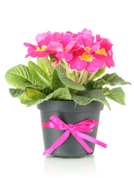 Mooie roze primula in bloempot, geïsoleerd op wit — Stockfoto