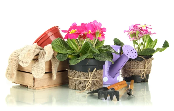Belas primulas cor-de-rosa em vasos e ferramentas de jardinagem, isoladas em branco — Fotografia de Stock