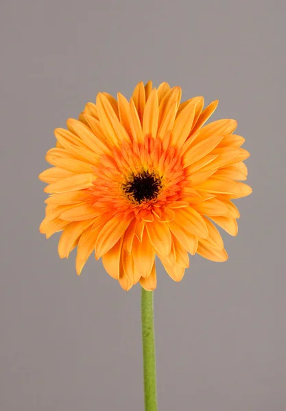 Hermosa flor Gerber sobre fondo gris —  Fotos de Stock