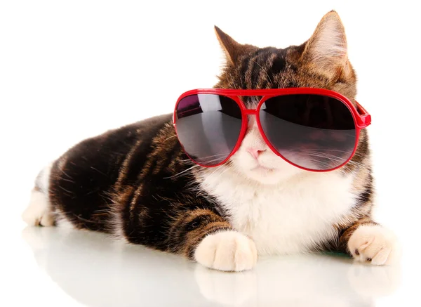 Cat with glasses isolated on white Royalty Free Stock Photos