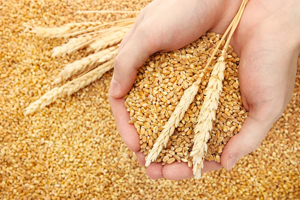 Руки человека с зерном, на пшеничном фоне — стоковое фото