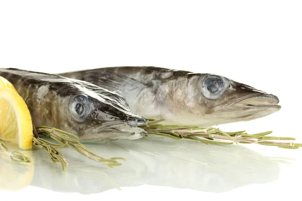 Fishes isolated on white — Stock Photo, Image