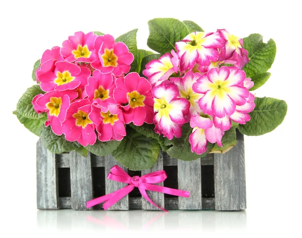 Schöne rosa Primeln dekorativer hölzerner Blumentopf, isoliert auf weiß — Stockfoto