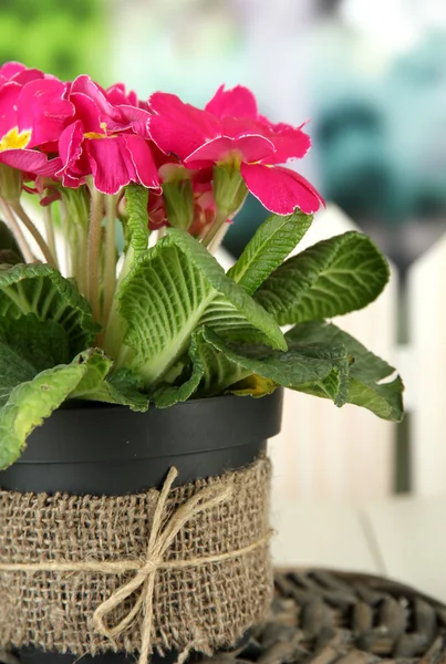 Bella primula rosa in vaso da fiori, su tavolo di legno, su sfondo verde — Foto Stock