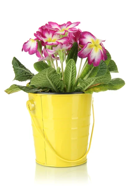 Mooie roze primula in emmer, geïsoleerd op wit — Stockfoto