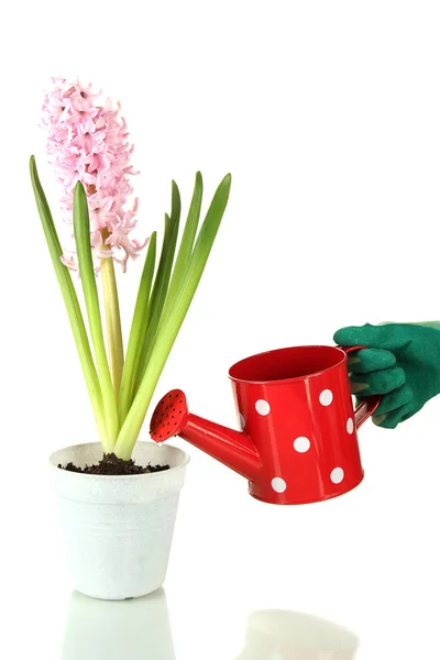 Beautiful hyacinth in flowerpot and gardener's hand (conceptual photo flower care), isolated on white — Stock Photo, Image