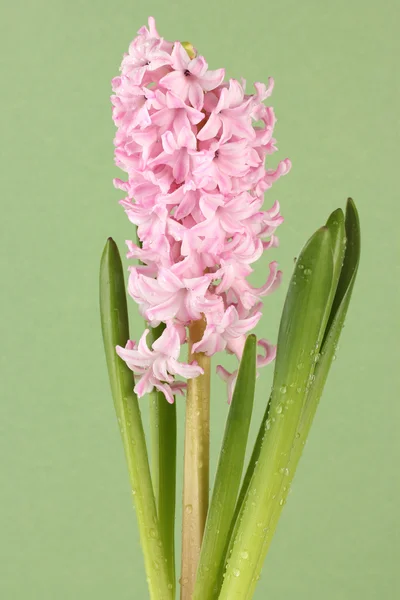 Mooie hyacint, op een achtergrond met kleur — Stockfoto