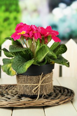 güzel pembe çuha çiçeği saksı, yeşil zemin üzerine ahşap tablo