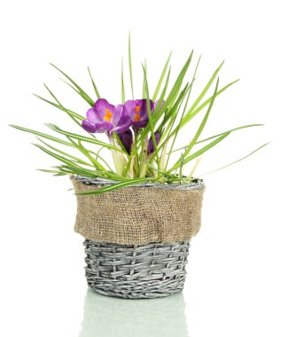 güzel mor çiğdemler üzerinde beyaz izole saksının içinde