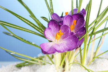 üstünde mavi zemin üzerine kar güzel mor çiğdemler